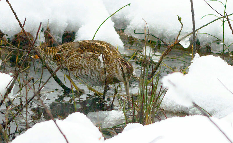 birding-tour-bhutan